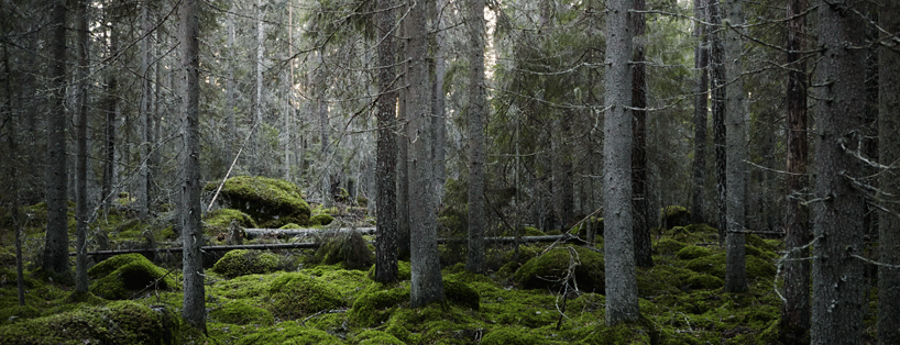Investera i skog