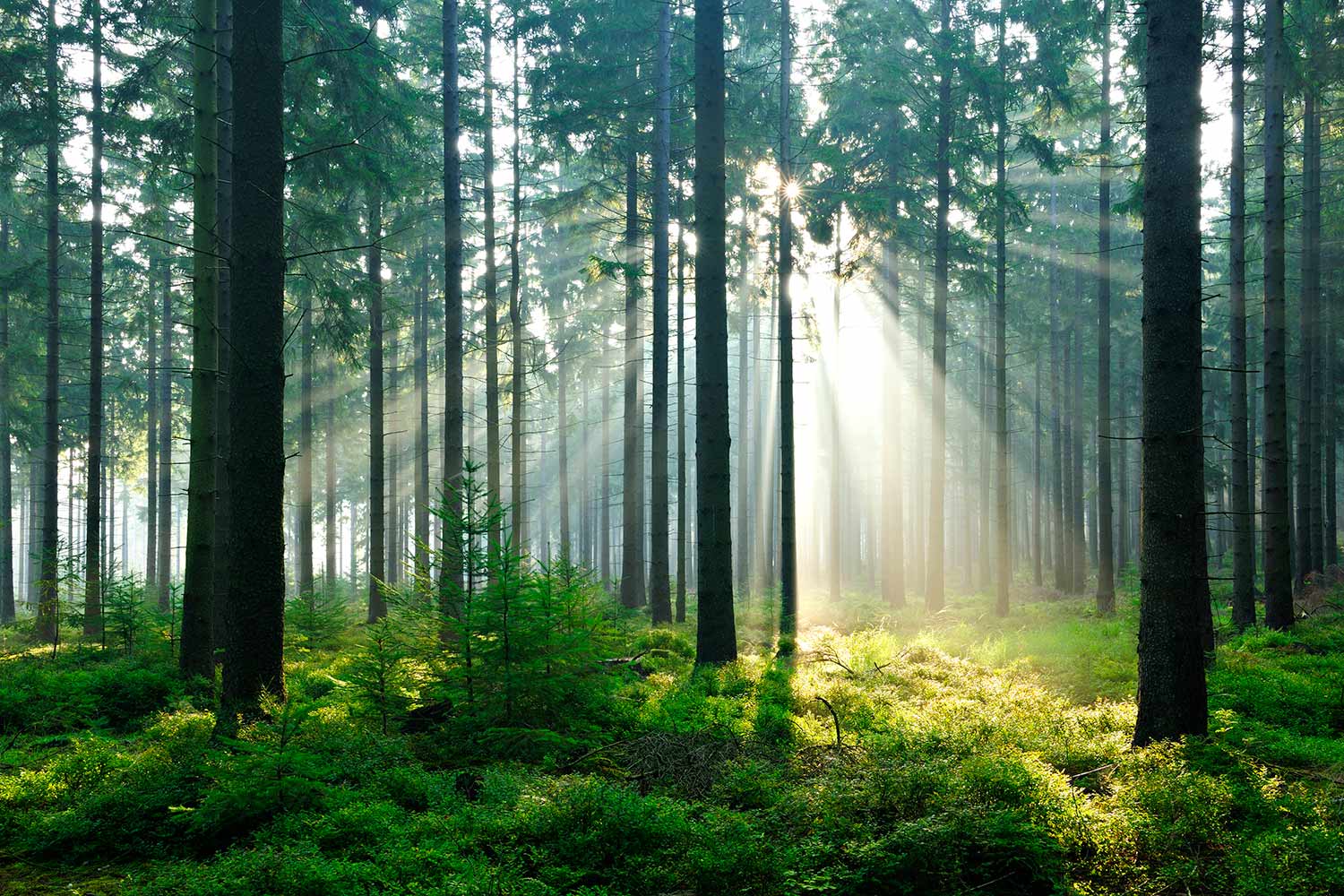 Köpa skog